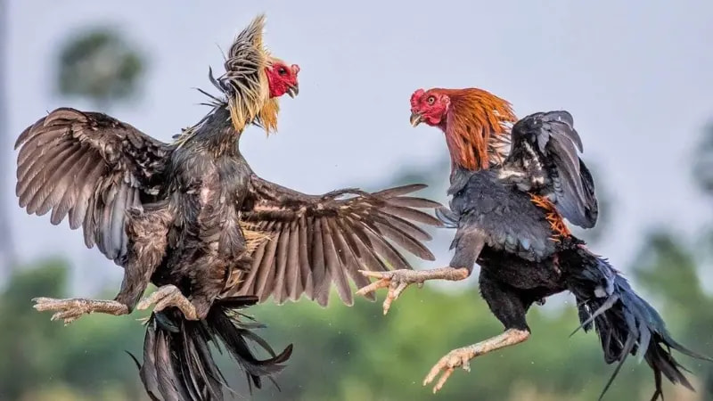 Luật chơi đá gà Mỹ cơ bản