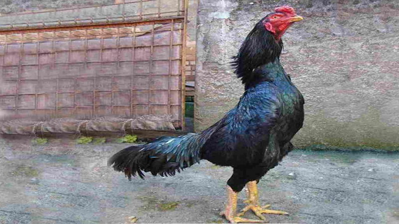 Một số thông tin thú vị về gà Shamo